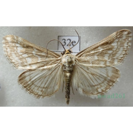 Evergestis frumentalis (Linnaeus, 1761) Czech32e